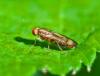 Opomyza germinationis